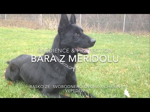 Bara z Meridolu - obedience & protection