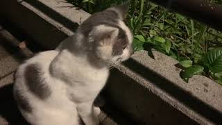 【猫/cat】公園に何かを見つめていた可愛い猫ちゃんがいた