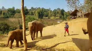 preview picture of video 'Jungle Elephant Sanctuary in Chiang Mai'
