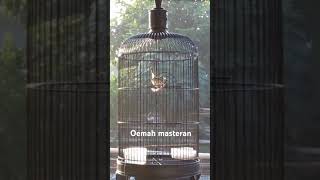 Download lagu PRENJAK LUMUT ISIAN CILILIN GACOR DORR #prenjaklumut #ciblek #kicaumania #burungkicau mp3