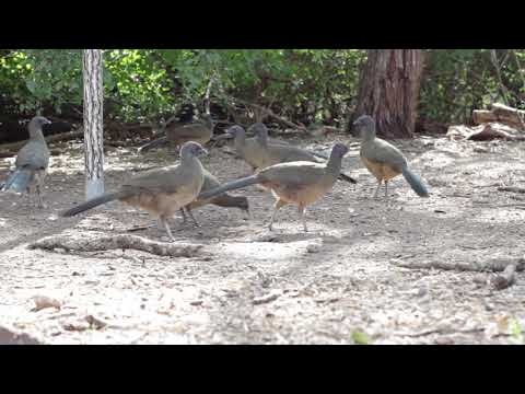 Summer Birds Spectacular - Videos to Calm Your Dog