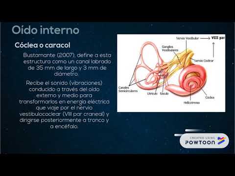 Sistema Auditivo/ Sistema Vestibular