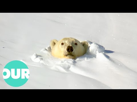 Witnessing the Power and Beauty of Polar Bears | Our World