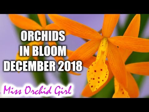 Orchids in bloom - December 2018 (Last voting for the year!)