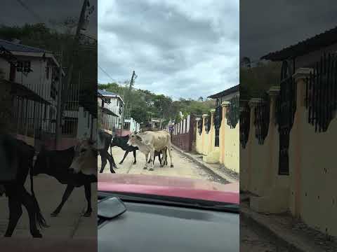 El Guayabillo, San Francisco del Norte, Chinandega.