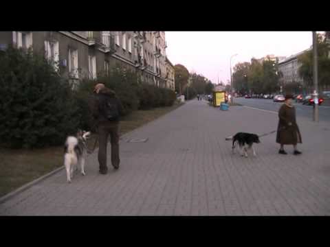 PSI TRIK 1 - Mijanie innego psa na spacerze