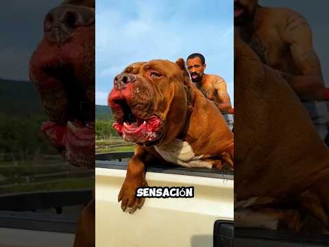 El amante de los perros más grande del mundo.Hechos No Contados #shorts