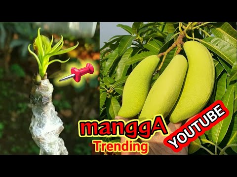 Pelangsing beras merah Pelangsing krim dari Evelyn