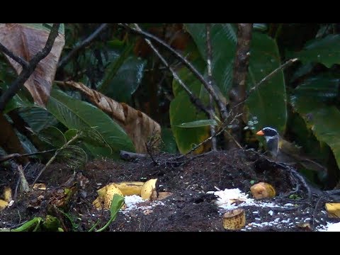 Orange-billed Sparrow Drops In For Some Dinner – Nov 7, 2019