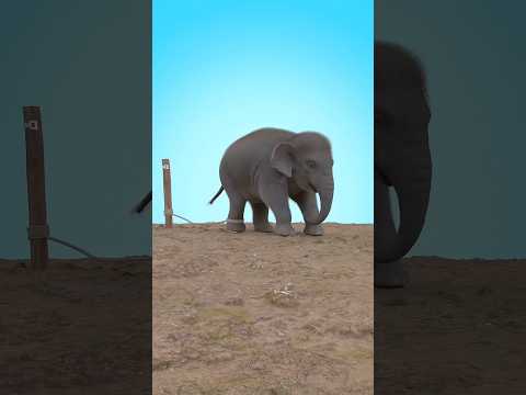 De pequeño no pudo escapar… y de adulto ni lo intentó 😳🐘#shorts