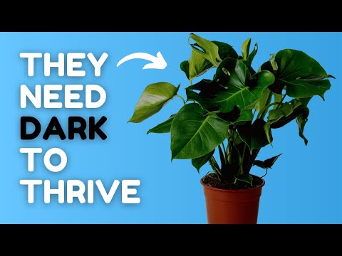 10 Expert Plant Care Tips I Wish I Knew 5 Years Ago