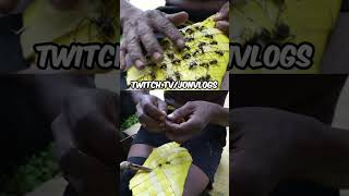 ADORMECEM AS FORMIGAS #marcove #fontinnelerj #jonvlogs #richardrasmussen #jhowrj