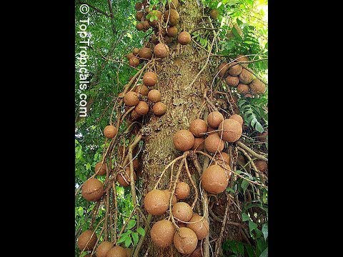 Did you know that cannonballs grow on a tree? The Marvelous Cannonball Tree.