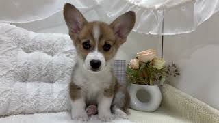 コーギーの動画01