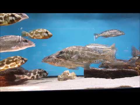 Nimbochromis linni, Cheilochromis euchilus, Nimbochromis livingstonii @Aqua-Treff Cichlidenfest 2018