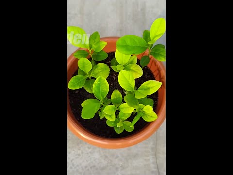 How to grow lemon tree from seeds at home #grow_lemon_tree_from_seeds