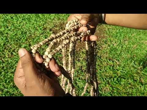 Sacred Akandha Shri Tulsi Wood Shringar Mala for God and Goddess video