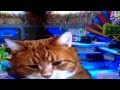 Puppy bowl X halftime show | keyboard cat - YouTube