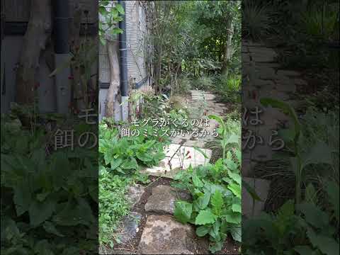 ガーデンオダマキ、ナガオダマキ 植物