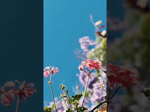 Flower dancing/ Relax short music