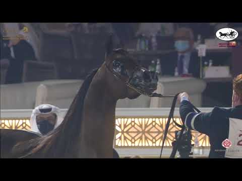 N 247 JAMIL AL SHAHANIA   Katara International Arabian Horse Festival   Stallions 11+ Years Old Clas