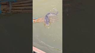 Download lagu Amazing village flood water boat cast koch fishing | Boat fishing video(part_72)#shorts #viral #fish mp3