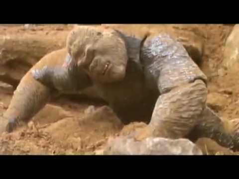 King Kong X Anguirus