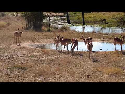 Djuma: Impalas and then Nyala female - 13:59 - 06/23/21