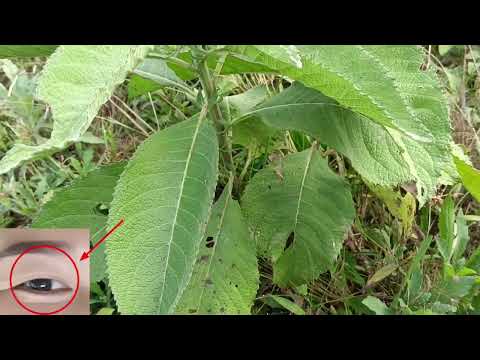 qhias tshuaj zoo kho cov neeg ua mob qhov muag qaum kho tau zoo heev li nawb part 44