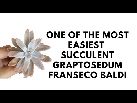 || ONE OF THE MOST EASIEST SUCCULENT FOR BEGINNERS || GRAPTOSEDUM FRANSECO BALDI ||
