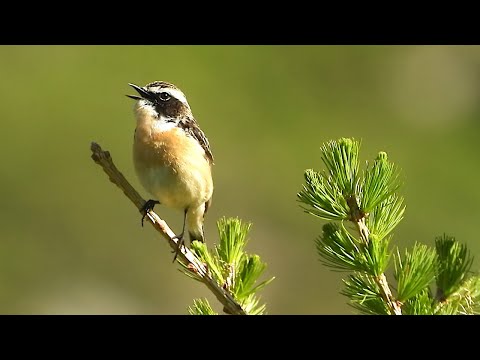 pŕhľaviar červenkastý (Saxicola rubetra) — hlas a správanie v prírode