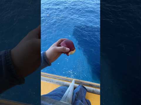 Why Do Fishermen Throw Fruits Into The Sea? #shorts
