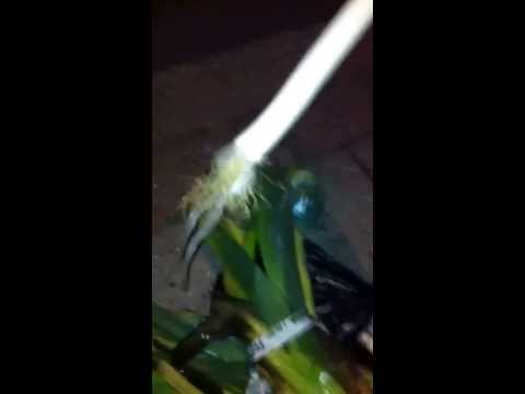 Skrald i Århus en sommeraften