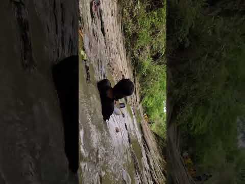 Amazing Water flow #waterfall #waterflowing #nature