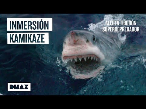 Misión submarina extrema entre tiburones blancos y orcas |Tiburones