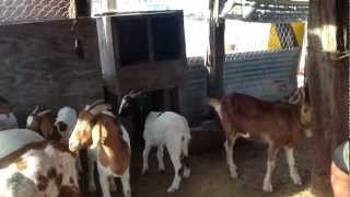 preview picture of video 'Las chivas del rancho'