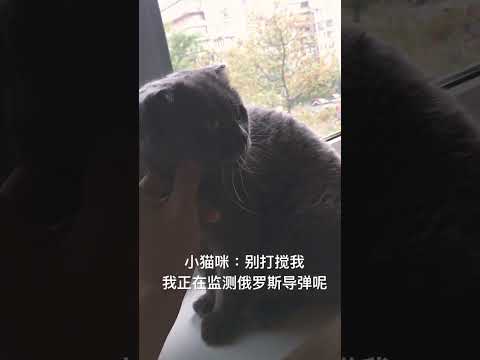 朋友离开乌克兰去了墨西哥，留下小猫寄养一段时间