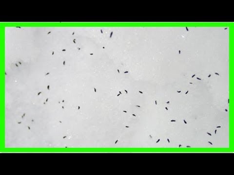 How long do fleas live