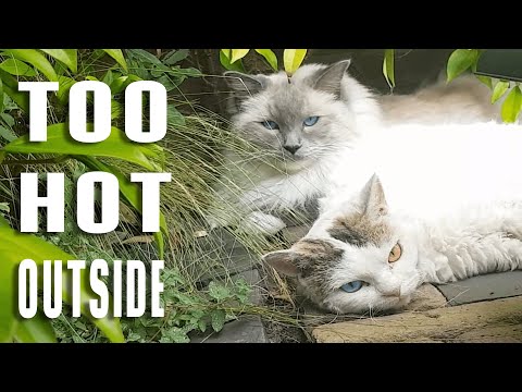 Too Hot Outside | Bowie the Ragdoll cat & Bella