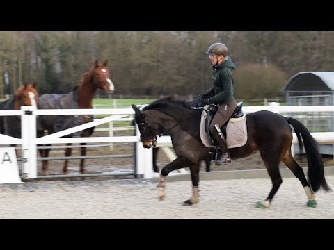 Pferd läuft schlecht unterm Sattel - Maybee samt neuem Sattel im Check bei Ariane Telgen