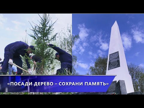 Около 300 ёлок высадили на месте фашистского лагеря смерти «5-й полк» в Витебске