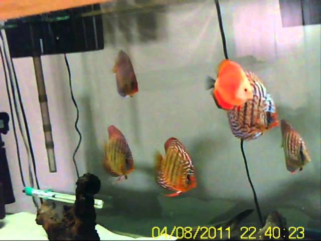 100 gallon Discus tank  3de