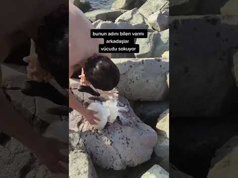 NEVER Pick up A Jellyfish! #shorts