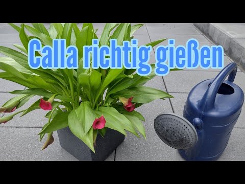 Calla richtig gießen So oft und viel muss man Calla gießen Zantedeschia im Garten