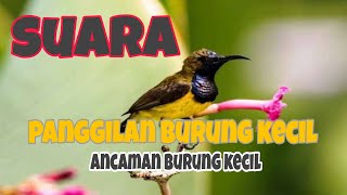 Download lagu Sudah Terbukti Ampuh,Suara Pikat Burcil Kejepit,Di Jamin Langsung Pada Ngumpul mp3