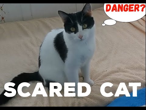 Scared Cat | Funny sound effect