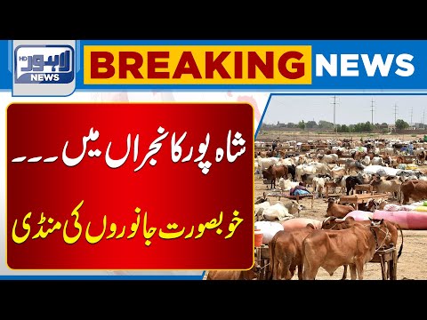 Sacrificial Animals Become More Expensive In Modern Shahpur Kanjran Mandi | Lahore News HD