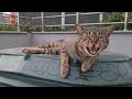 Very Friendly And Very Handsome Male Tabby Cat