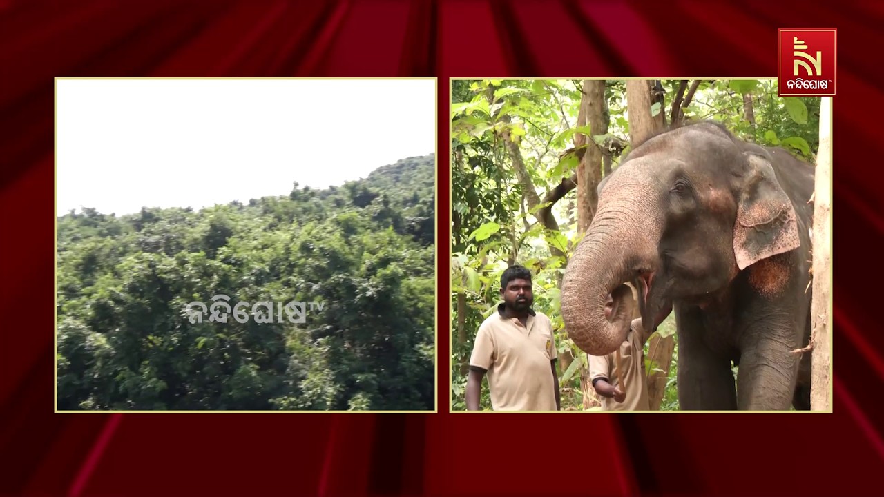 ୱାଚ୍ ଟାୱାରରୁ ଚନ୍ଦକା ଜଙ୍ଗଲ ସୁରକ୍ଷା, ବନ ବିଭାଗ କର୍ମଚାରୀ