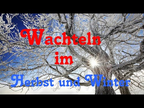 Wachteln im Herbst und Winter